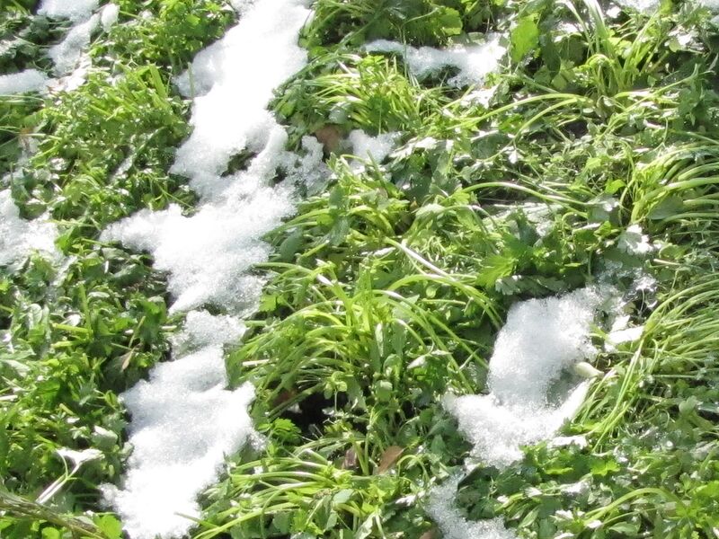 Datei:SG Petersilie im Schnee.jpg