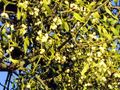 Mistel auf Baum.jpg
