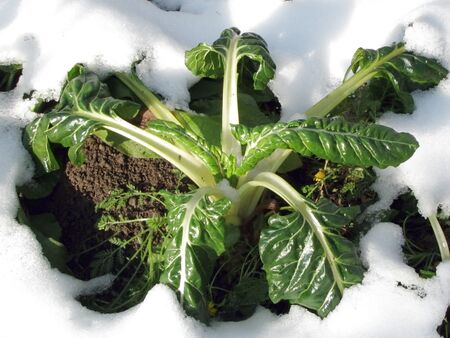 Mangold im ersten Schnee