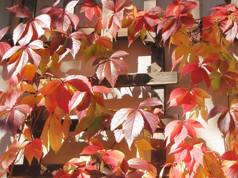 Datei:Wilder Wein Herbst.jpg