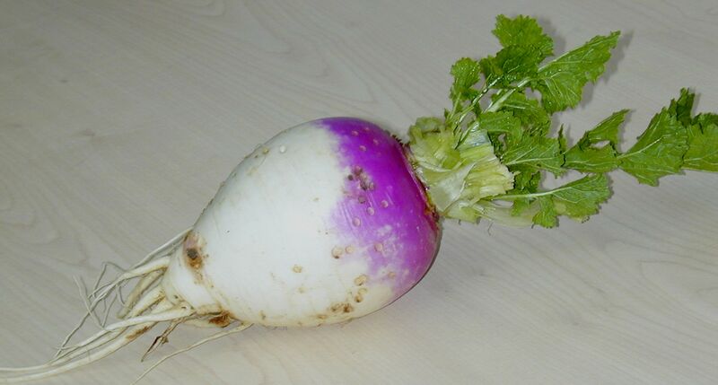 Datei:Halmrübe.jpg