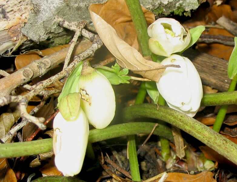 Datei:Schneerosen klein.jpg