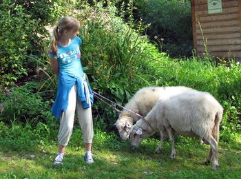 Spaziergang mit den Schafen