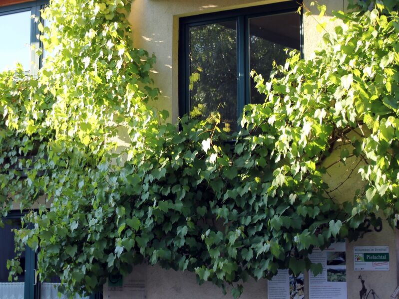 Datei:Sh Grüne Rezeption.JPG