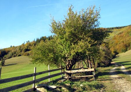 Erste Dirndstaude am Dirndlweg