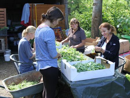 abzupfen der Schildampferblätter