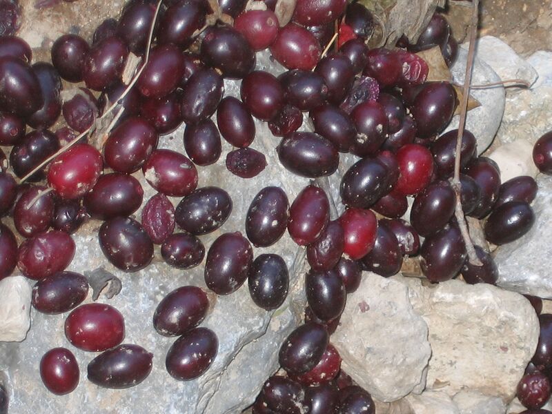 Datei:Falldirndln o Netz.jpg