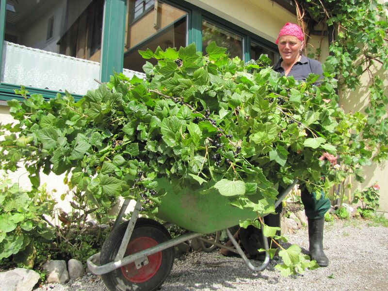 Datei:Ribselfuhre Frieda.jpg