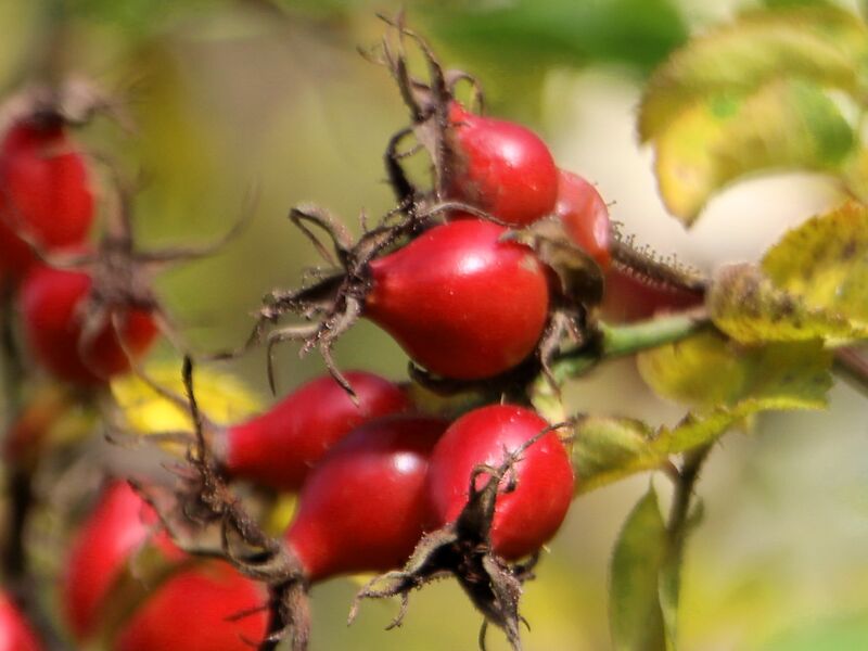 Datei:Hetscherl Südgarten 8.jpg
