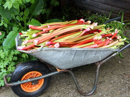 Rhabarber-Ente in Scheibtruhe