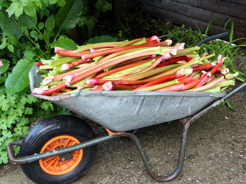 Datei:SG Rhabarber-Ente Scheibtruhe.JPG