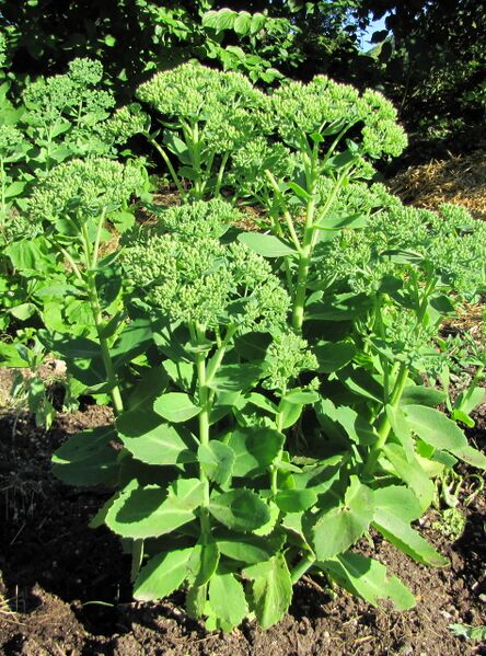 Datei:Sg Fette Henne.jpg