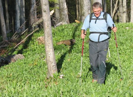 Im Bärlauch waten - reiches Vorkommen