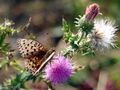 ESt Distel mit Schmetterling.jpg