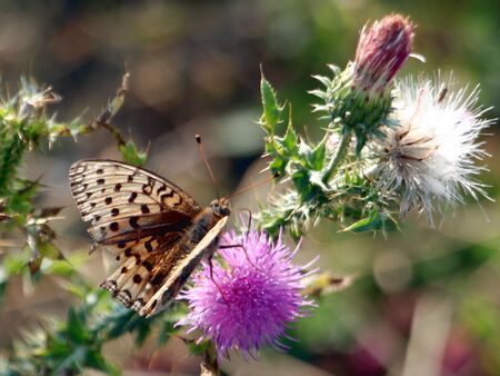 Distel mit Schmetterling - auf der Alm