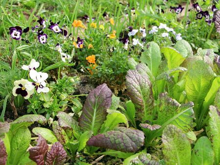 Garten Eden zum Essen