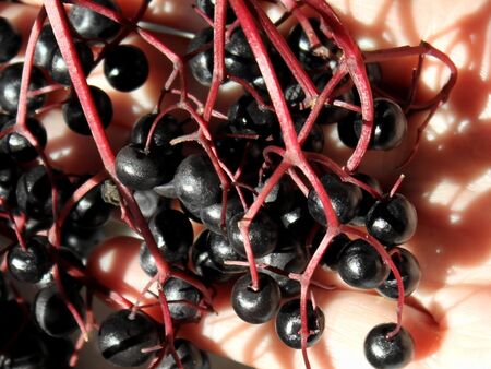 Hollerstraube mit großen Beeren