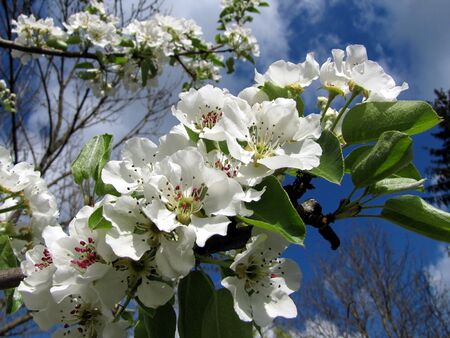 Mostbirnenblüte im Frühling
