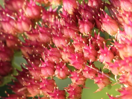 Fette Henne Blüte im November - essbar