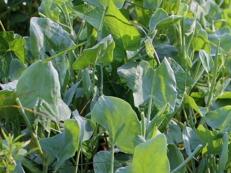 Schildampfer - der Ampfer auf dem Ötscher