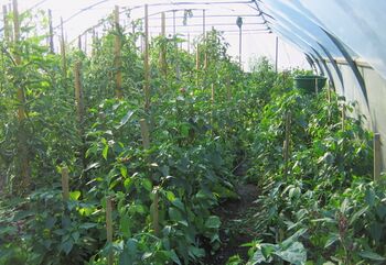 Folientunnel - Saisonverlängerung