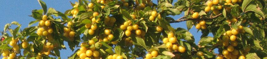 Gelbe Dirndln am Strauch