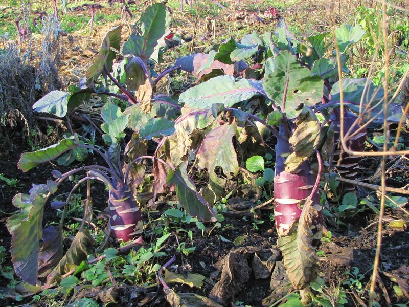 Datei:SG-roter Kohlrabi.jpg