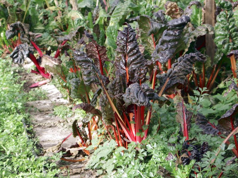 Datei:SG roter Mangold.jpg