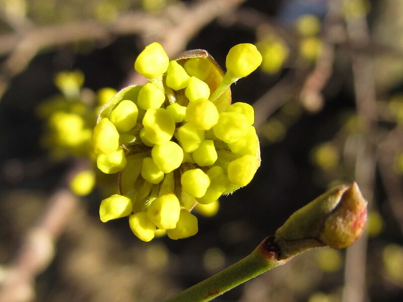 Datei:Dirndlblüte Knospe.jpg