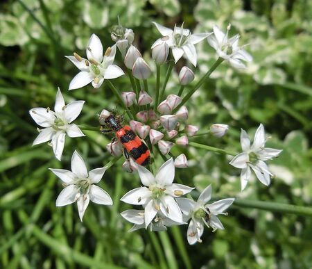 Zottiger Bienenkäfer