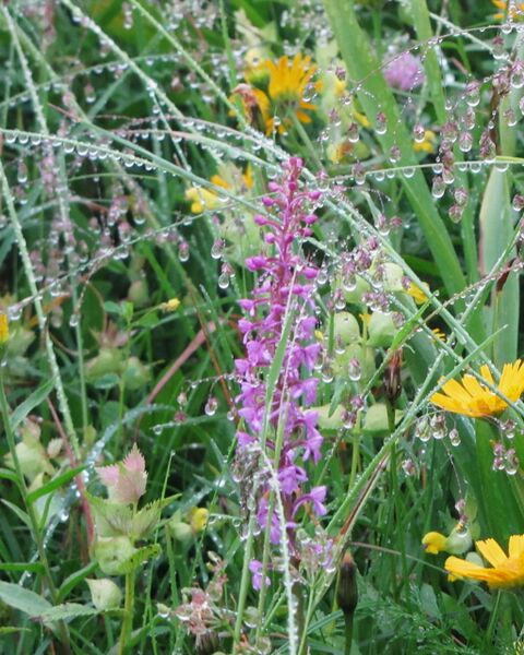 Datei:EST Orchidee im Regen.jpg