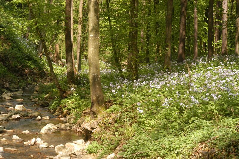 Datei:Lunaria rediviva 040502 07.jpg