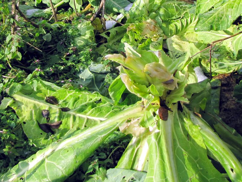 Datei:SG Erntestrunk Winter.jpg