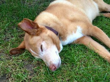 Hund von Fr. Budweiser