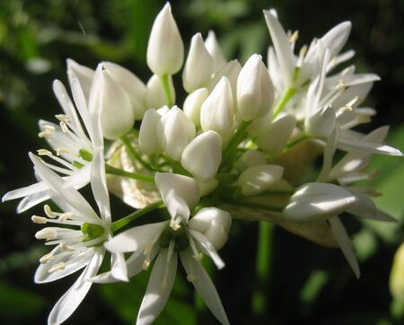 Bärlauchblüte