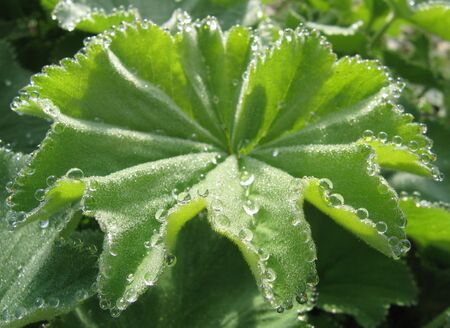 Frauenmantel Guttation