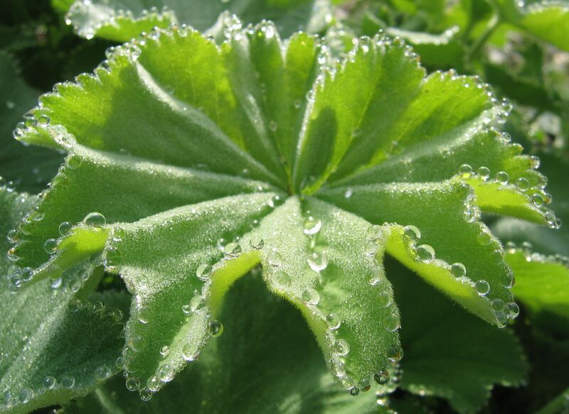 Datei:Frauenmantel Guttation.jpg