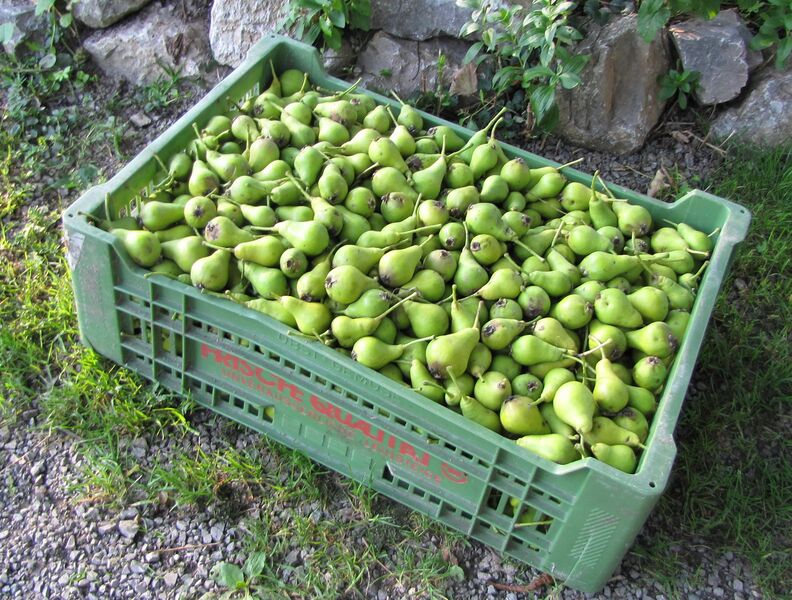 Datei:SG Nagawitzbirnen-Steige.jpg