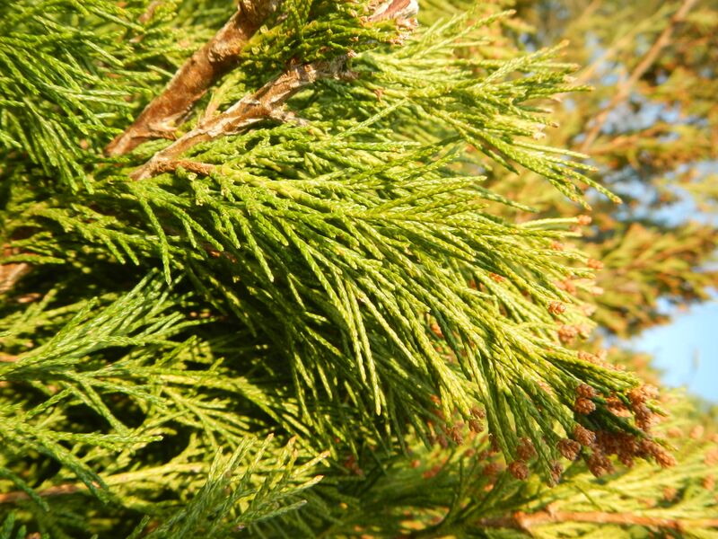 Datei:Segenbaum 2.JPG