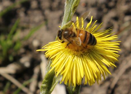Huflattichblüte mit Biene