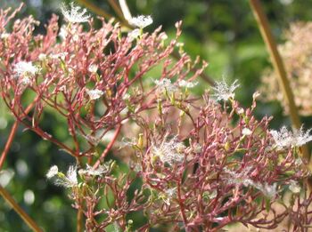 Baldrian- fast verblüht