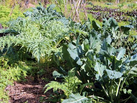 Kraut und Artischoke