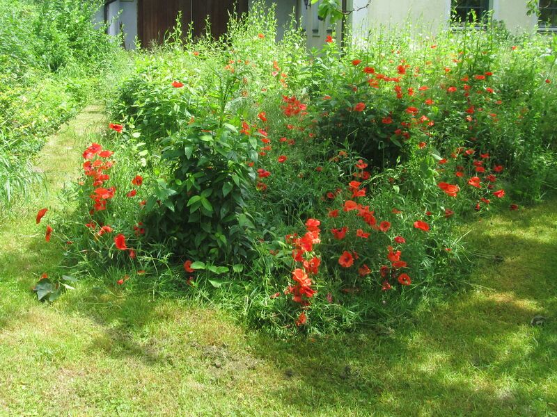 Datei:SG Südg Naturgartenecke.jpg