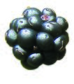 Brombeere frei.jpg