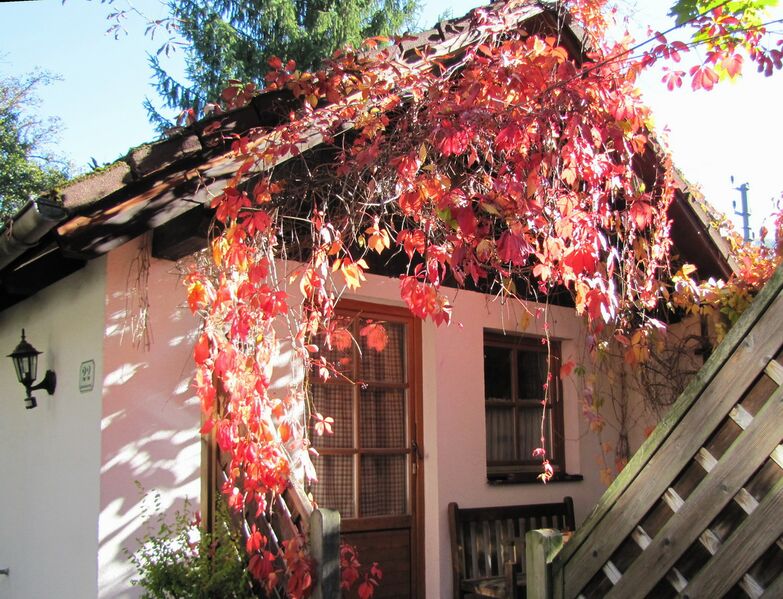 Datei:SH Zi22 Herbstroter Wein.jpg