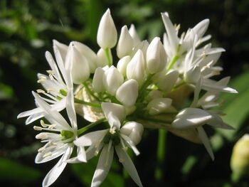 Bärlauchblüte