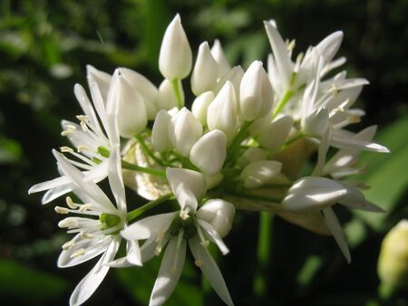 Bärlauchblüte