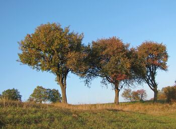 Birnbaumzeiler im Herbst