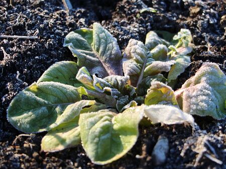 Wintersalat mit Reif im Dezember