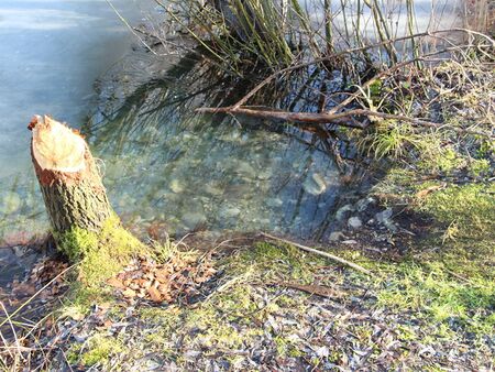 Biberwechsel mit verschmähten Trockenast